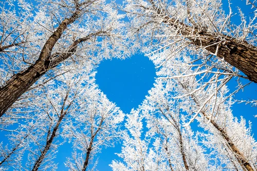 небо, деревья, сердце, снег, ветки, вид снизу, голубые, белые