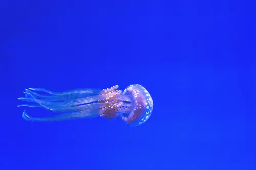 медуза, медузы, подводный мир, подводное царство, голубые